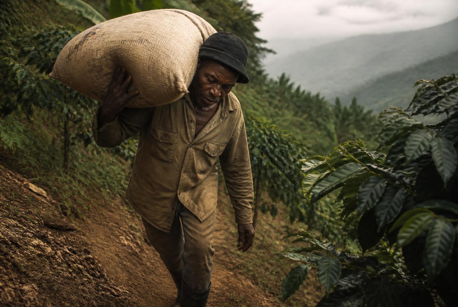 A farmer carries a sack of coffee up a steep Blue Mountain hillside
